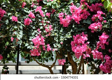 Flower from a Japanese park. - Shutterstock ID 1504774331