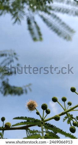 a flower of jumpy-bean in the garden with sky background at summer season in Indonesian agricultural fields 
