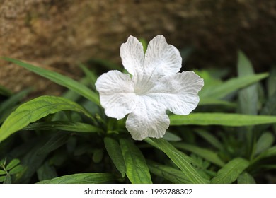 Flower Of Katie White Dwarf Ruellia, Blooming On The Garden