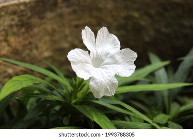 Flower Of Katie White Dwarf Ruellia, Blooming On The Garden