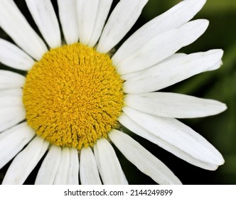 Flower Keokuk Lee County Iowa