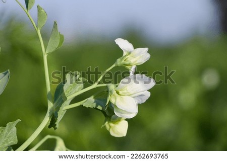 flower, kidney, white, garden, plant, beautiful, beans, growing, sunny.Beautiful flowers of Runner Bean Plant (Phaseolus coccineus) growing in the garden