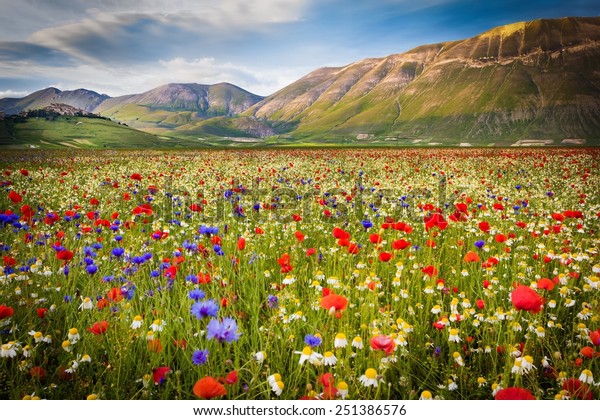 Flower Landscape Castelluccio Di Norcia Piana Stock Photo Edit Now