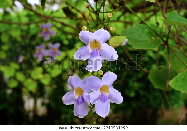 Flower of\
Laurel Clock Vine or purple allamanda are growing in the garden on\
the morning for selective focus and natural blurred background.A\
popular ornamental plant in tropical\
gardens.