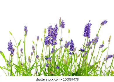 Flower Of Lavender On A White Background