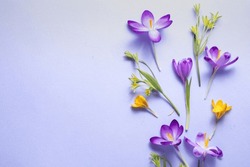  Flower Layout From Spring Flowers Crocus On A Pastel-lilac Background. Top View And Copy Space