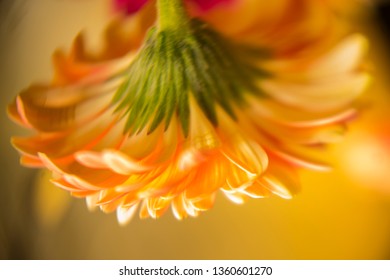 Flower and leaf