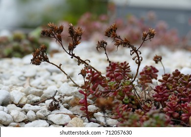 Flower and leaf