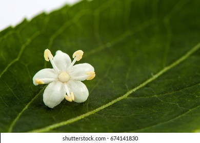 Flower And Leaf Of Elderflower (Sambucus Nigra)