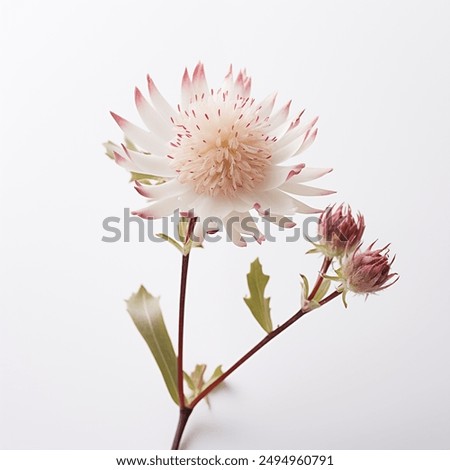 Flower and leaf on a white background. Bride protea in pink. Blooming wildflowers. Space available for text.