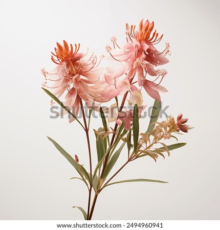 Flower and leaf on a white background. Bride protea in pink. Blooming wildflowers. Space available for text.