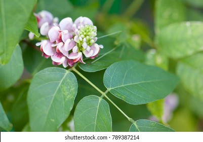 Flower And Leaves Of American Groundnut