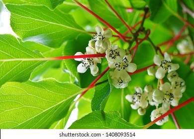 Flower And Leaves Of The Baby Kiwi Berry Fruit (actinidia Arguta) Growing On The Vine