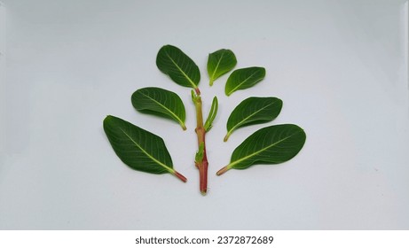 Flower leaves of catharanthus roseus, commonly known as bright eye, Cape periwinkle, grave plant, Madagascar periwinkle, pink periwinkle, isolated on white background Stockfoto