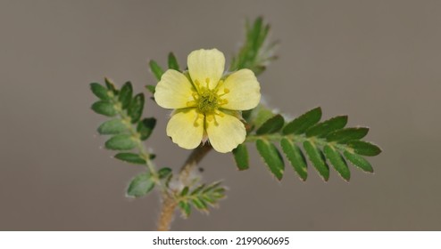 Flower and leaves of a cat's head (Tribulus terrestris) - Shutterstock ID 2199060695