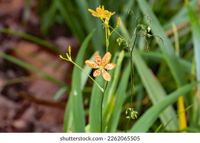 Flower of a leopard lily, Iris domestica - Powered by Shutterstock