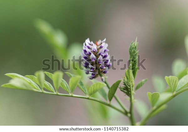 A flower\
of a licorice bush (Glycyrrhiza\
glabra)