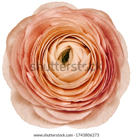 flower light  red rose. isolated on  a white background. No shadows with clipping path. Close-up. Nature.