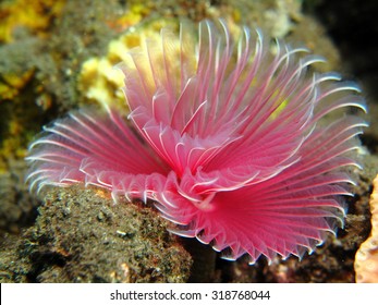 Flower like underwater tube worm