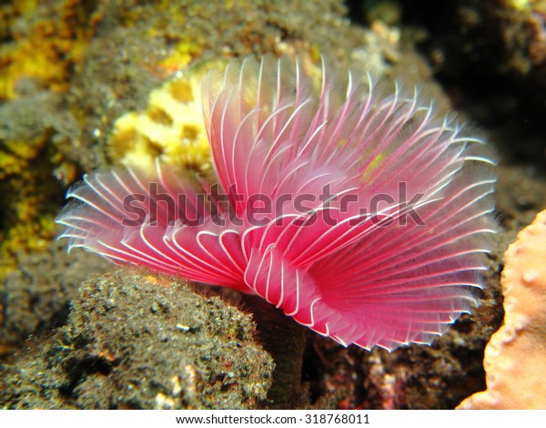 Flower like underwater tube\
worm