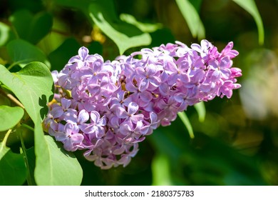 Flower lilac bush. Lilac macro view. Lilac in summer. Lilac flowers