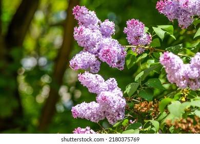 Flower lilac bush. Summer lilac flower. Lilac bush. Lilac in summer