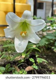 Flower Lilly Easter Lilly closeup