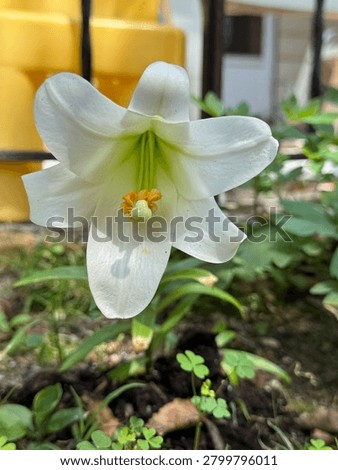 Flower Lilly Easter Lilly closeup