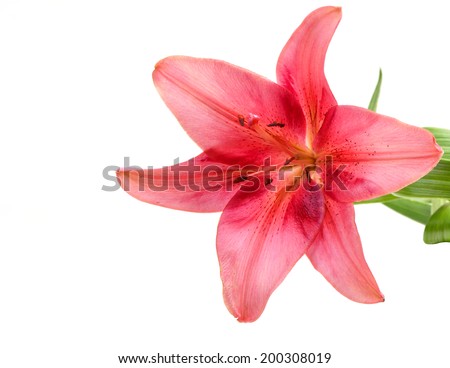 Flower lily