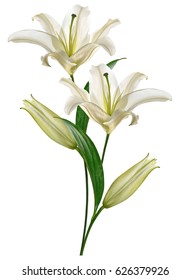Flower Lily Isolated On White Background. Summer