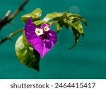 A flower living in the botanical garden of the University of Debrecen.