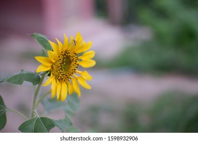 A Flower Looking Down Because It Is Too Bright