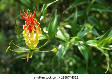 272 Flower looks like fire Images, Stock Photos & Vectors | Shutterstock