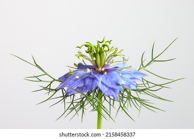 Flower Love In A Mist Devil In The Bush Isolated In White Background