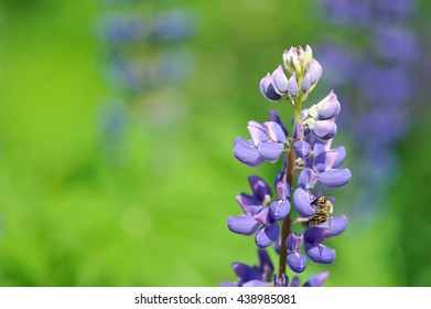 Flower Lupin And Bee, Collecting Nectar.