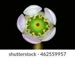 Flower macro