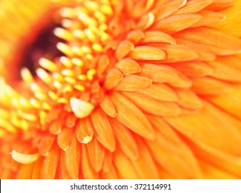 Flower - Macro