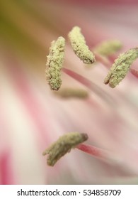 flower macro