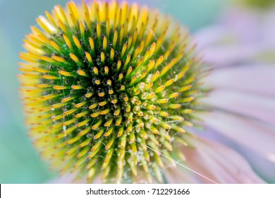 Flower in macro