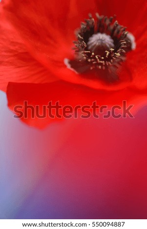 Similar – Rote Mohnblumen und Mohnknospen vor blauem Himmel