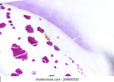 Flower macro background