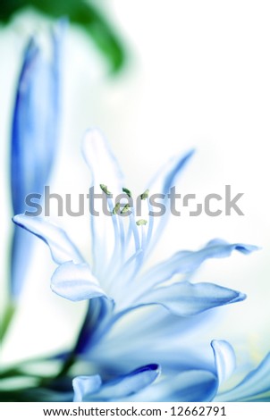 Similar – Image, Stock Photo a glimpse of spring