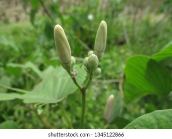 flower in macro - image
