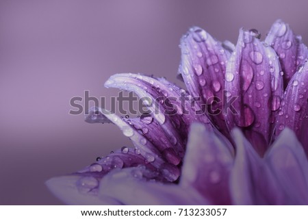Flower Macro. Natural background. Gerbera. Water drops. color purple