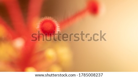 Flower macro photo. Closeup blurred texture of pistil of red flower. Image with soft focus. Background or Wallpaper. Copy space for text.