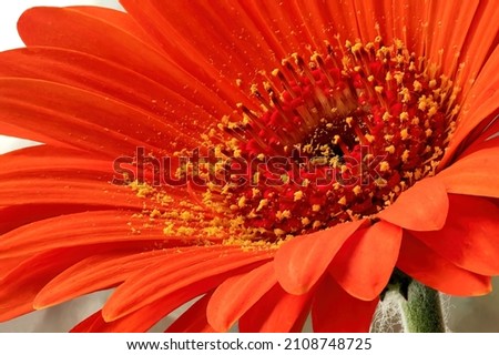 Flower macro photography. Extreme closeup of Gerbera daisy blossom showing ring of florets at center of flower along with pollen-bearing stamens and specs of yellow pollen on bright orange petals.