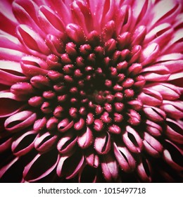 Flower (Macro View)
