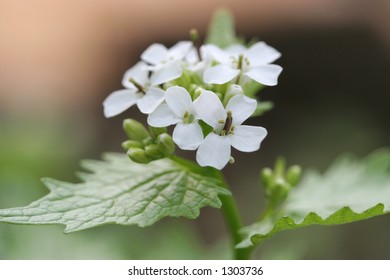 flower macro with white bloom
