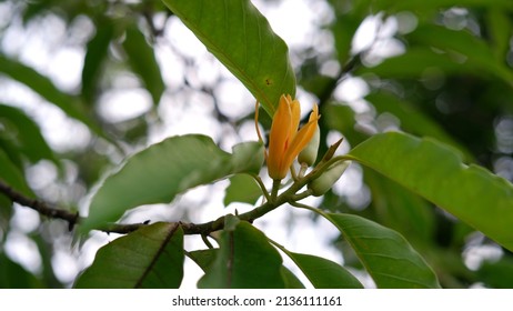 Flower of Magnolia champaca or Michelia champaca, known in English as champak It is known for its fragrant flowers, and its timber used in woodworking. - Shutterstock ID 2136111161