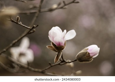 Flower of the Magnolia grandiflora, the Southern magnolia or bull bay, tree of the family Magnoliaceae. Spring background. Loebner Magnolia. Pink magnolia flowers bloom in garden close up.  - Powered by Shutterstock